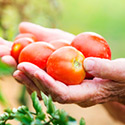 Gardener holding tomatoes in a garden.