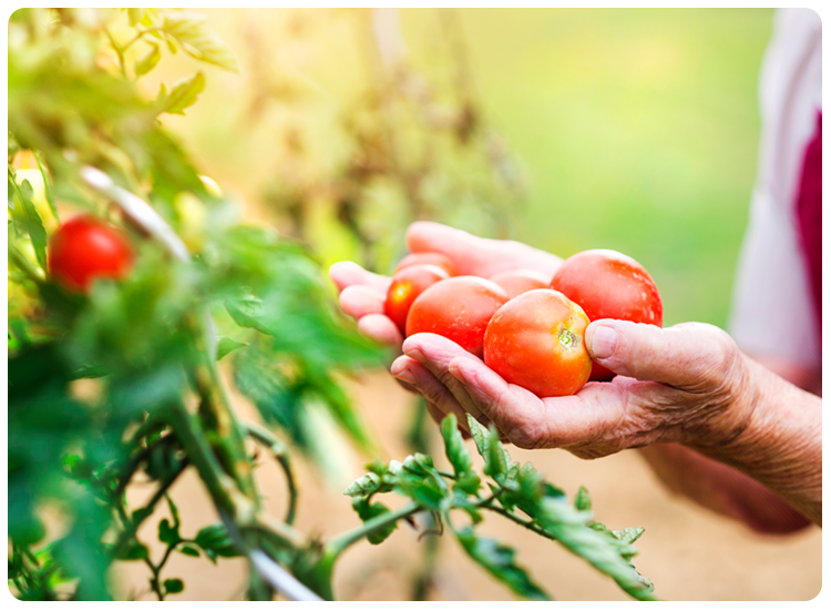 Gardener holding tomatoes in a garden.