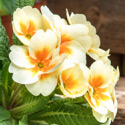 Close up of white and orange flowers being planted in a garden.
