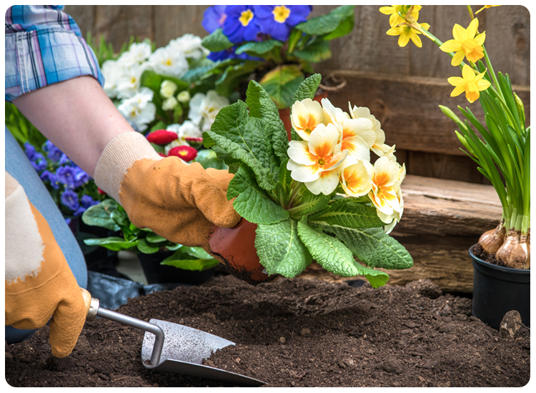 Gardner planting white and orange flowers in a flower bed.