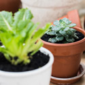 Two small household plants in clay pots.