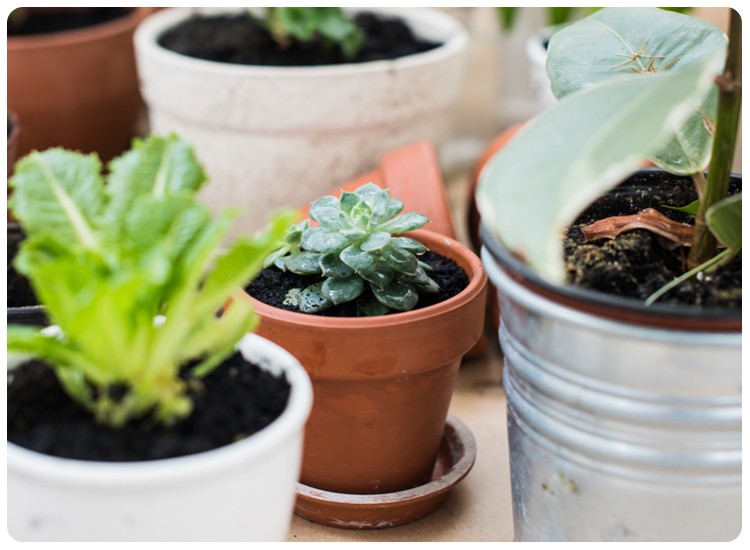 Group of small household plants in pots. 