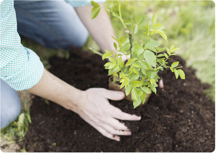 Man planting a tree sapling in a yard.