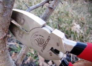 Pruners removing dead limbs from a dormant plant.