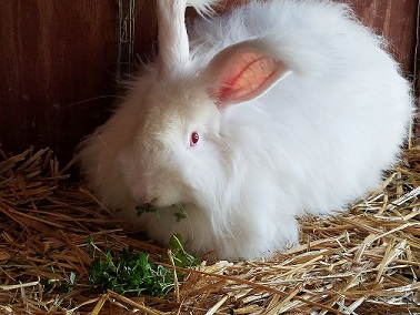 Organic hay for clearance rabbits