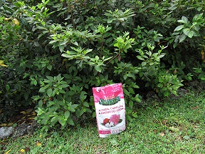 How to Fertilize Azaleas and Camellias