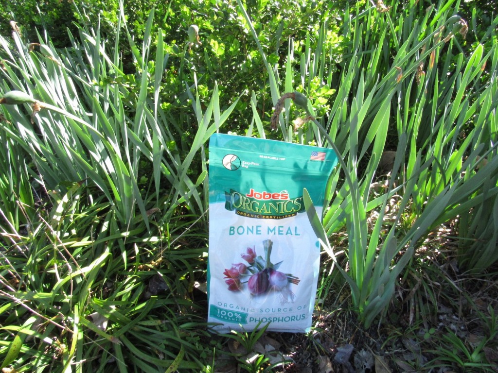 How to Fertilize SpringBlooming Bulbs Jobe's Company Blog