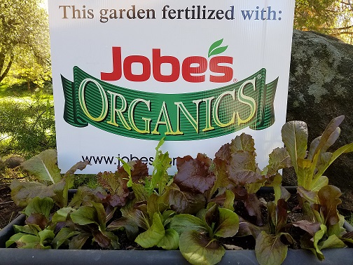 Plant a Lettuce Container Garden