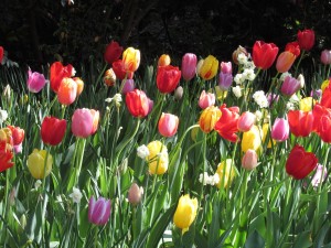 How to Fertilize Spring-Blooming Bulbs