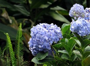 blue hydrangeas resize