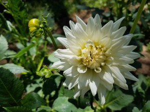 dahlia-organic-me