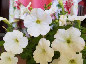 petunias -organic-container-me