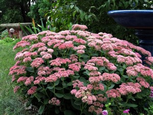 upright sedum resize