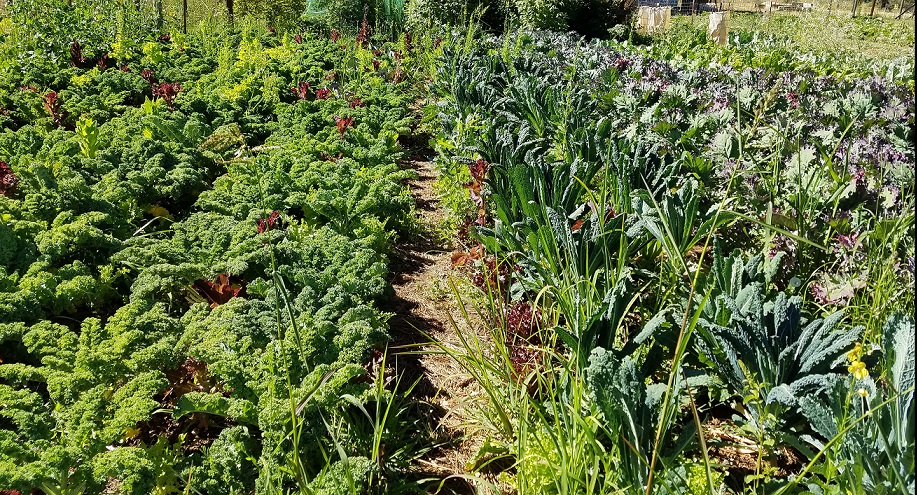 Yard Sharing: Planting a Neighborhood Garden
