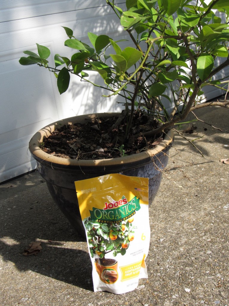 How to Grow Container Citrus Plants