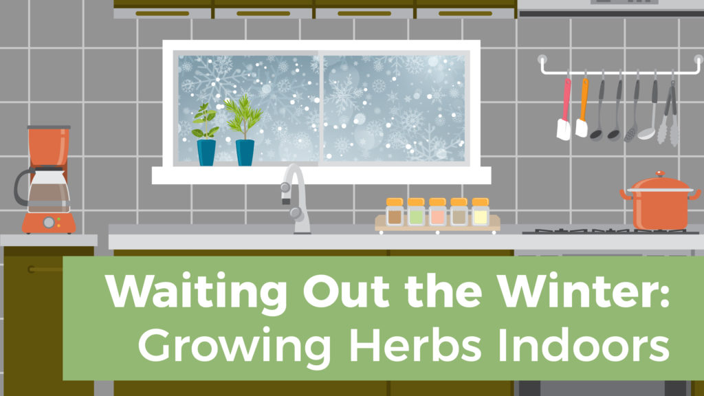 Waiting Out the Winter: Growing Herbs Indoors