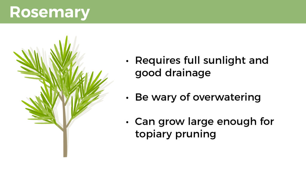 Rosemary: Requires full sunlight and good drainage, be wary of overwatering, and can grow large enough for topiary pruning.