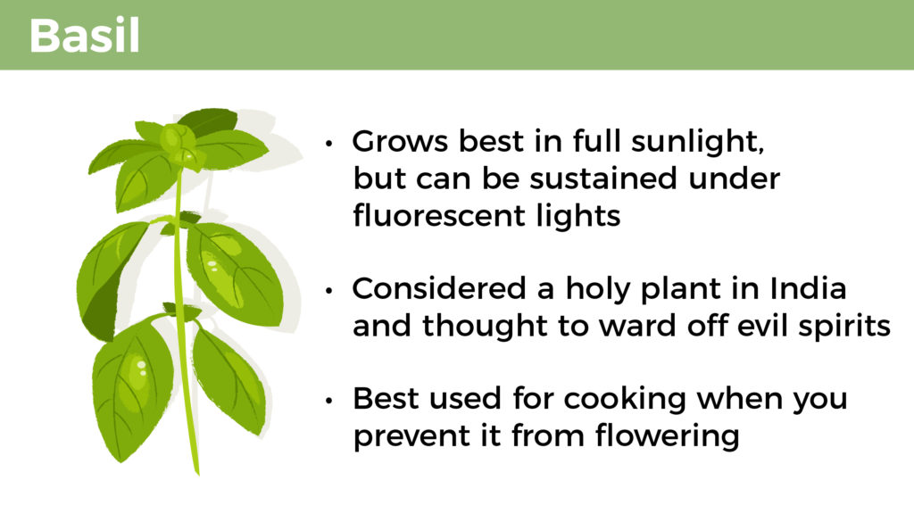 Basil: Grows best in full sunlight but can be sustained under fluorescent lights, considered a holy plant in India and thought to ward off evil spirits, and is best used for cooking when you prevent it from flowering.