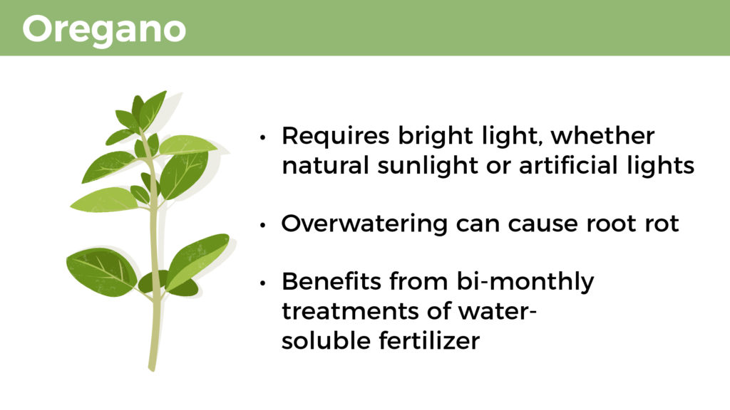 Oregano: Requires bright light, whether natural sunlight or artificial lights; overwatering can cause root rot; benefits from bi-monthly treatments of water-soluble fertilizer. 