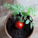 Indoor tomato plant in a clay pot.