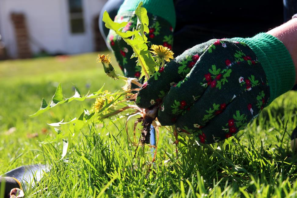 A Few Easy Ways to Keep Your Garden Weed-Free