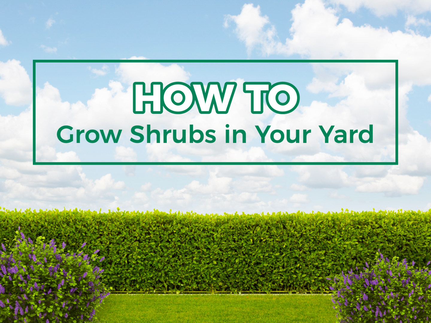"How to grow shrubs in your yard."