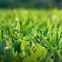 Close up of healthy grass.