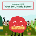 Finding Your Fertilizer: Which Type is Right for Your Garden?