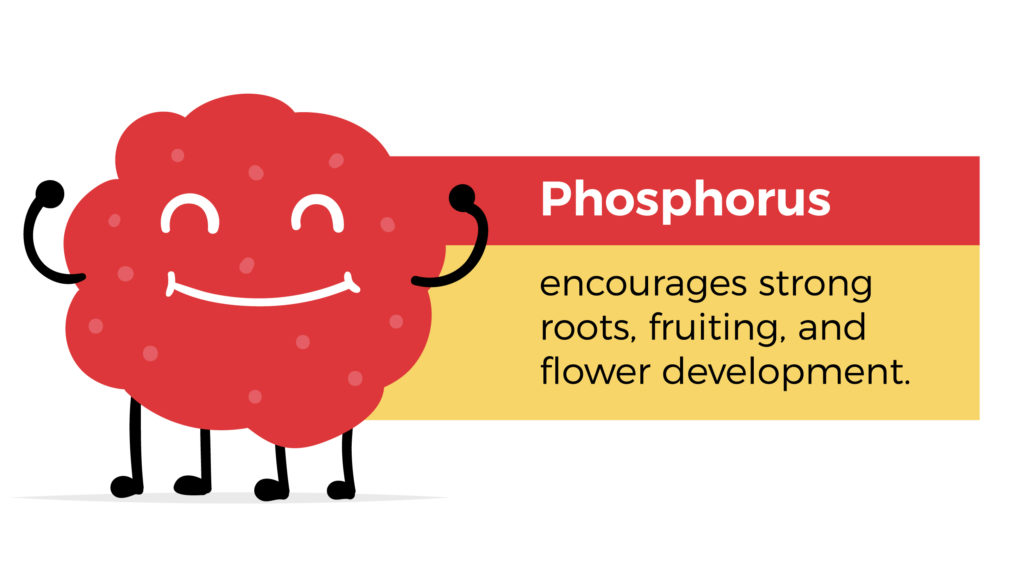 Phosphorus encourages strong roots, fruiting, and flower development.
