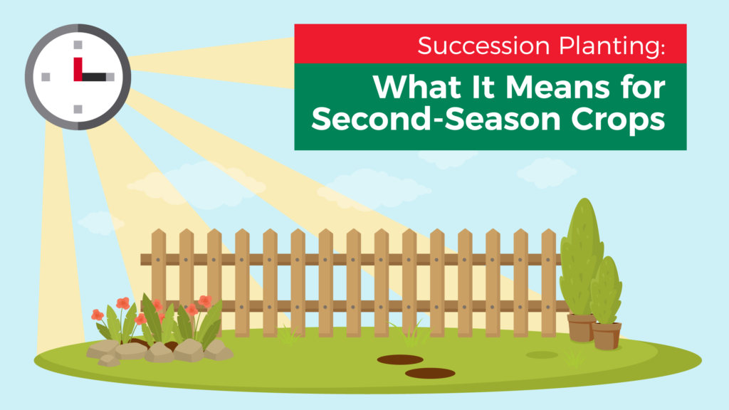 Succession Planting: What It Means for Second-Season Crops