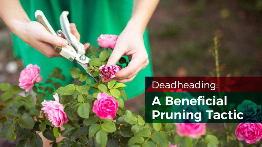 Deadheading: A Beneficial Pruning Tactic