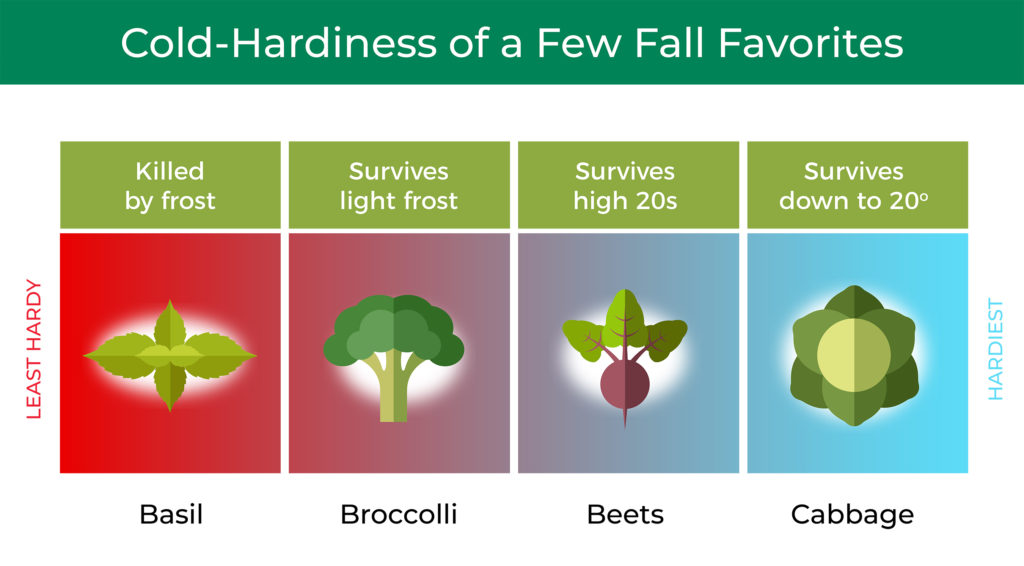 infographic showing the cold-hardiness of basil, broccoli, beets, and cabbage
