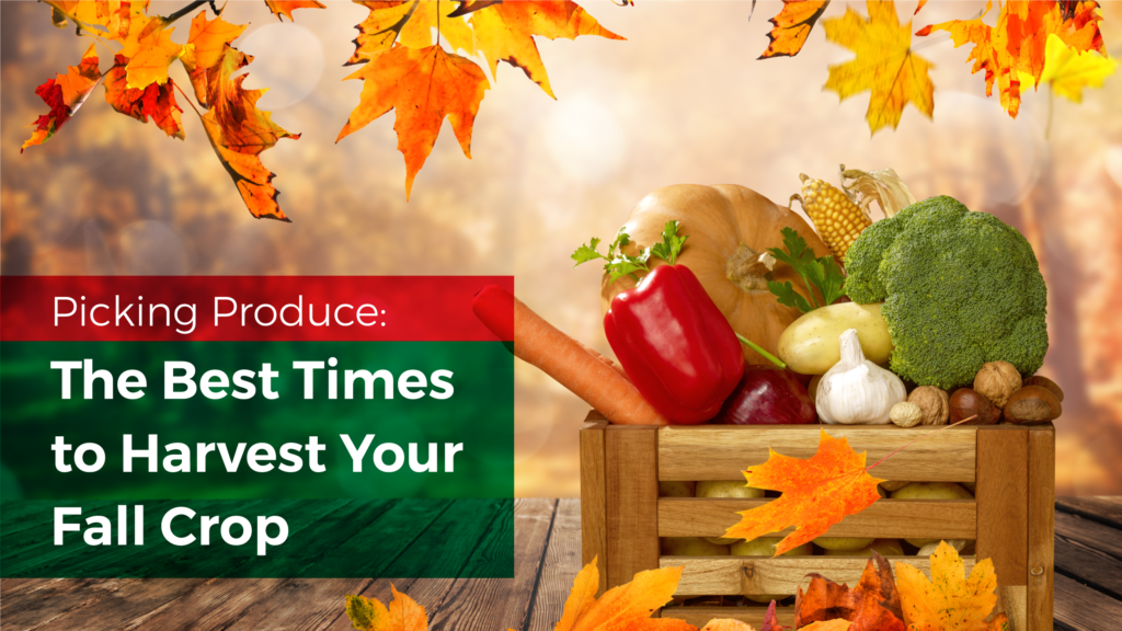 Picking Produce: The Best Times to Harvest Your Fall Crop