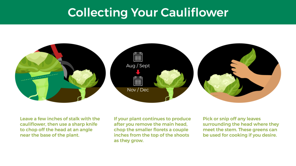 infographic summarizing how to collect cauliflower