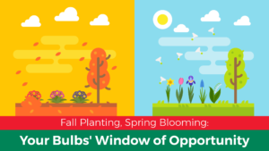 Fall Planting, Spring Blooming: Your Bulbs’ Window of Opportunity