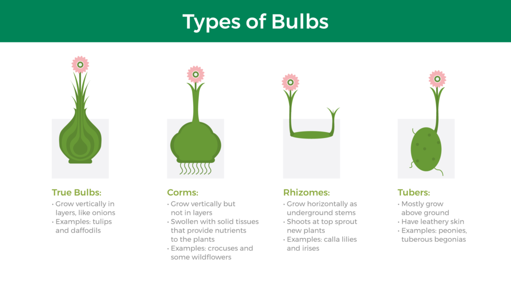 infographic describing different types of bulbs, which are true bulbs, corms, rhizomes, and tubers
