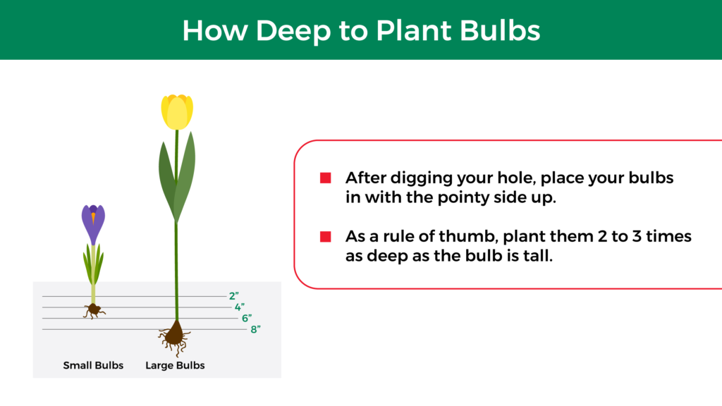 infographic showing how deep to plant bulbs, which should be about 2 to 3 times as deep as they are tall