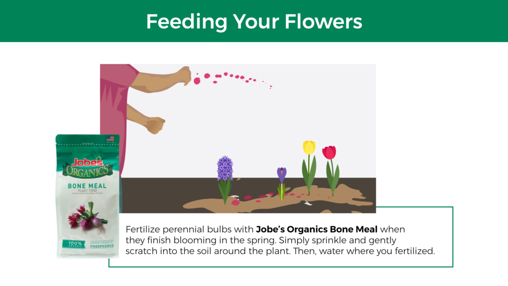 person fertilizing perennial bulbs with Jobe's Organics Bone meal when they bloom in spring