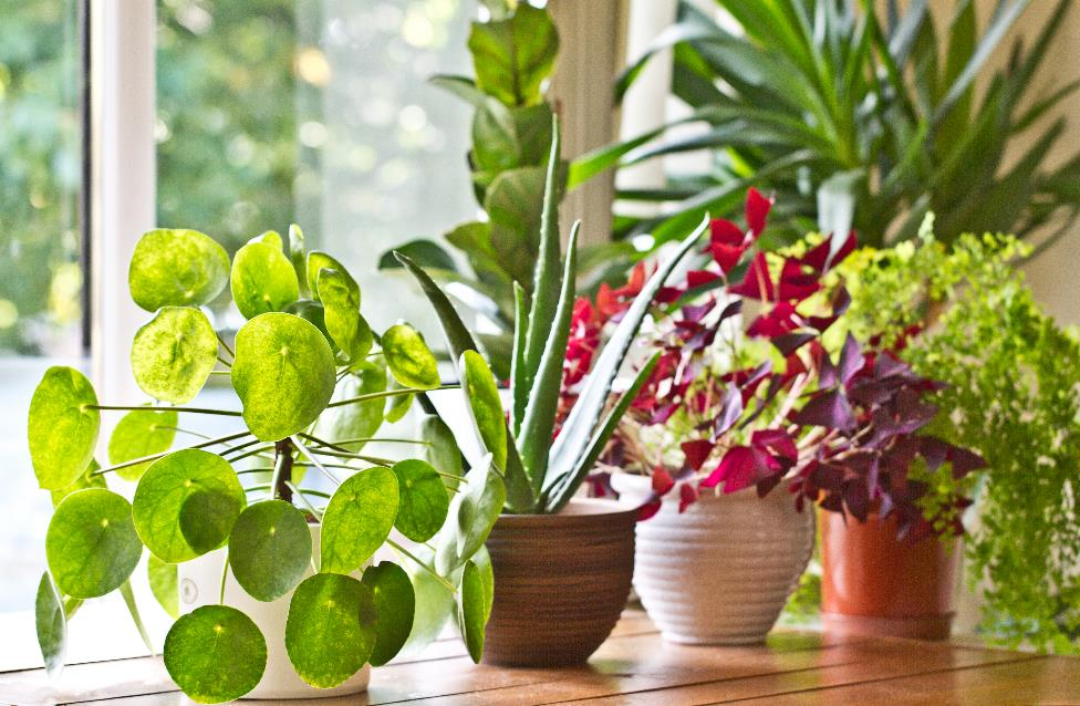 Indoor Container Gardening for When the Weather Gets Rough