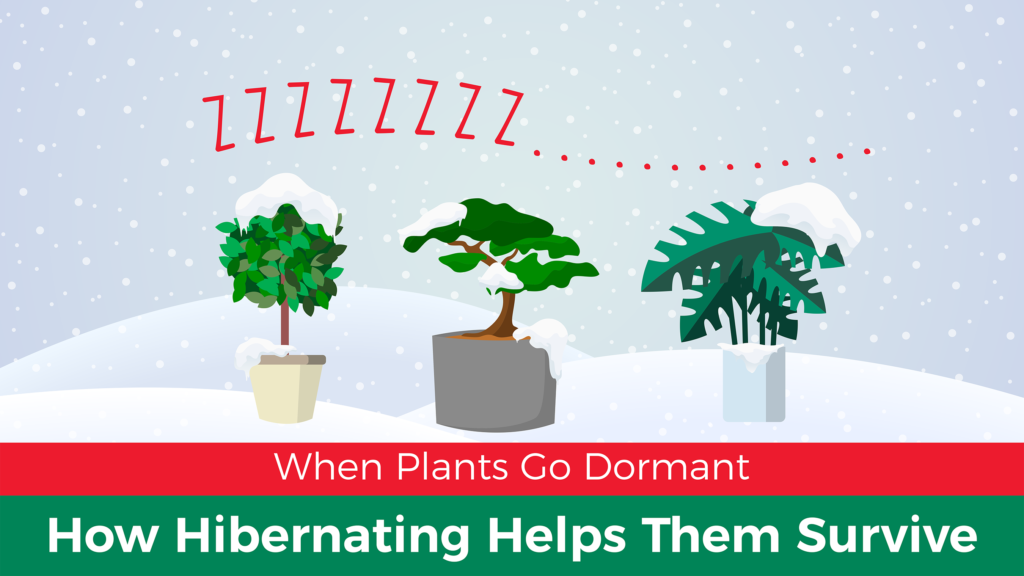 When Plants Go Dormant: How Hibernating Helps Them Survive