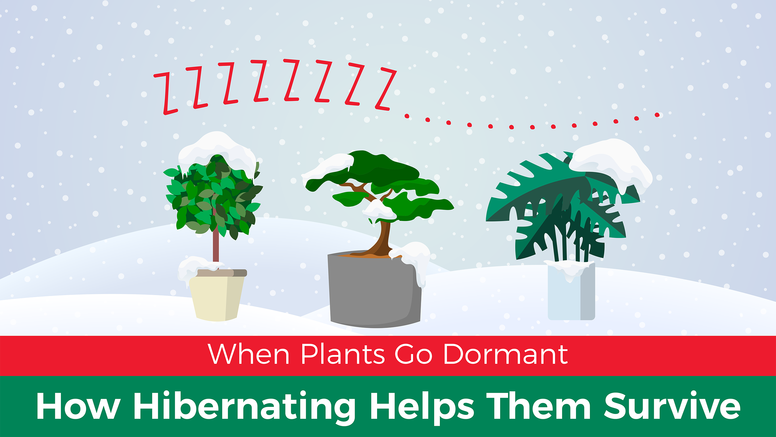 How Do Plants Survive In Winter?