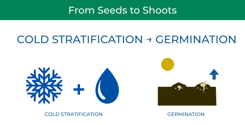 the cold stratification process leading to germination