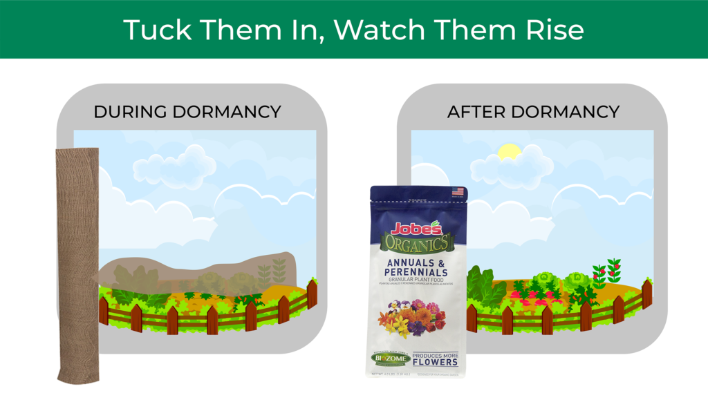 Jobe's plant protecting blanket during dormancy and Jobe's granular plant food after dormancy