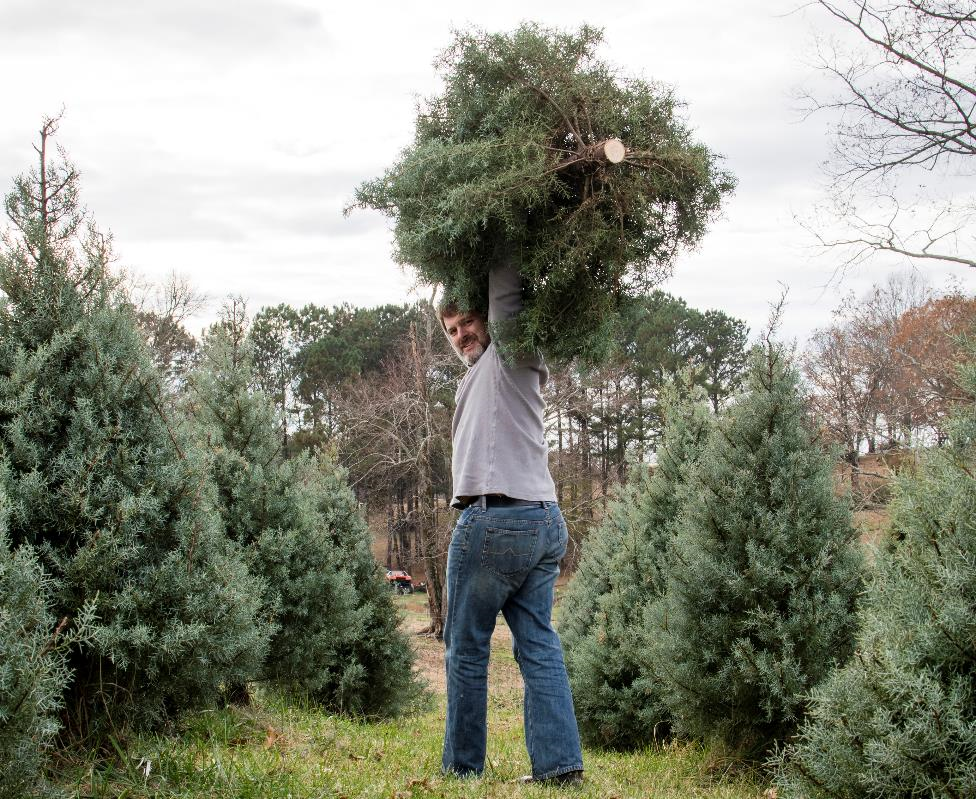Keeping Your Christmas Tree Happy and Healthy This Holiday Season