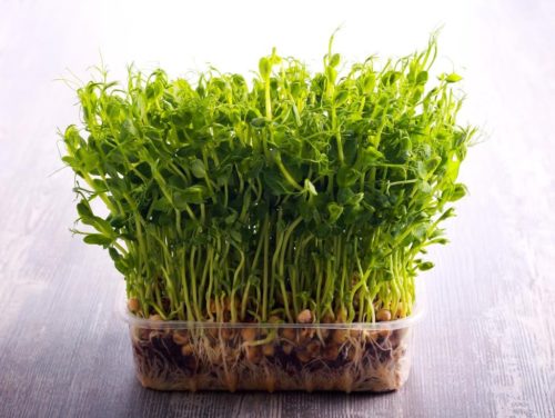 Guide to Growing Your Own Microgreens | Jobe's Company