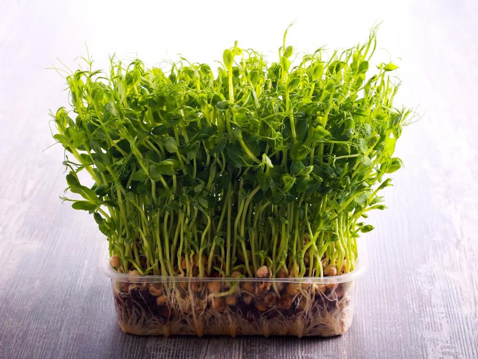 Your Perfect Micro-Gardening Project: How to Grow Microgreens