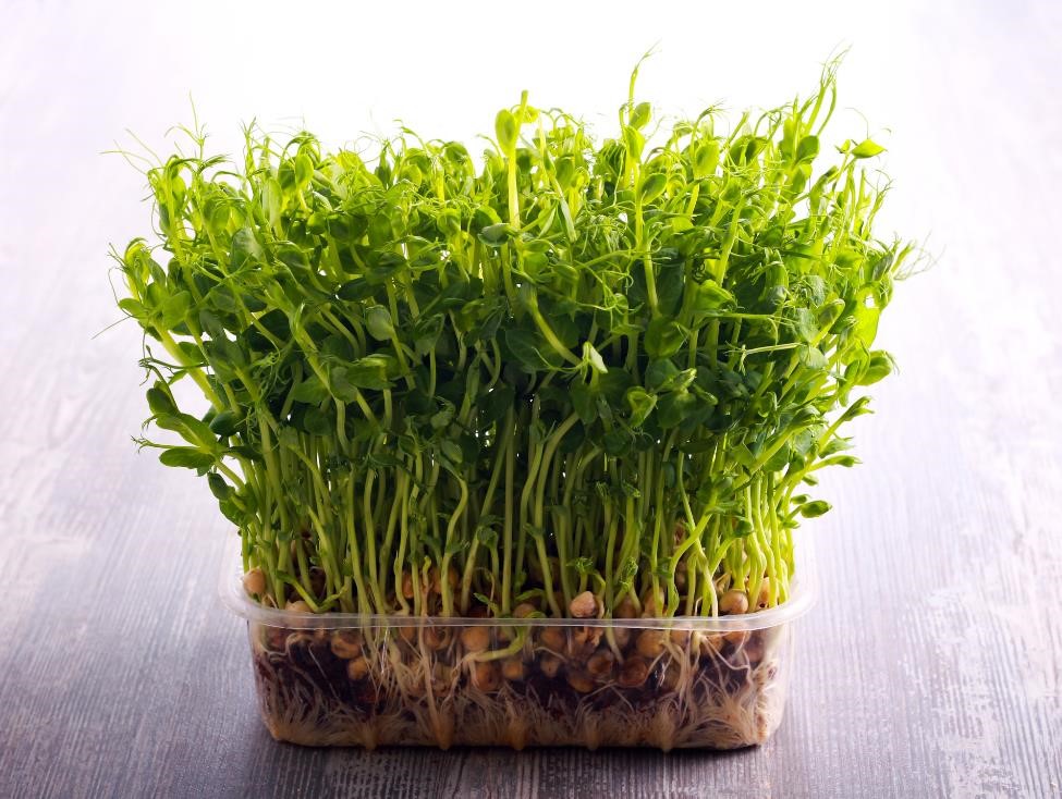 How to Grow Cress Microgreens Fast and Easy 