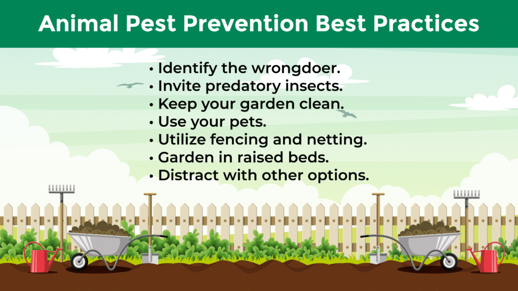 A list of the best practices to follow to prevent animal pests in your spring garden