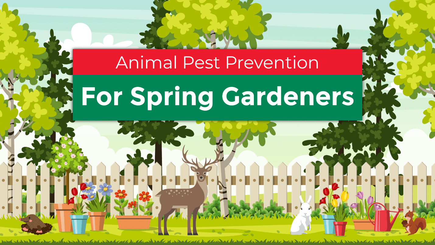 Animal Pest Prevention for Spring Gardeners - Jobe's Company