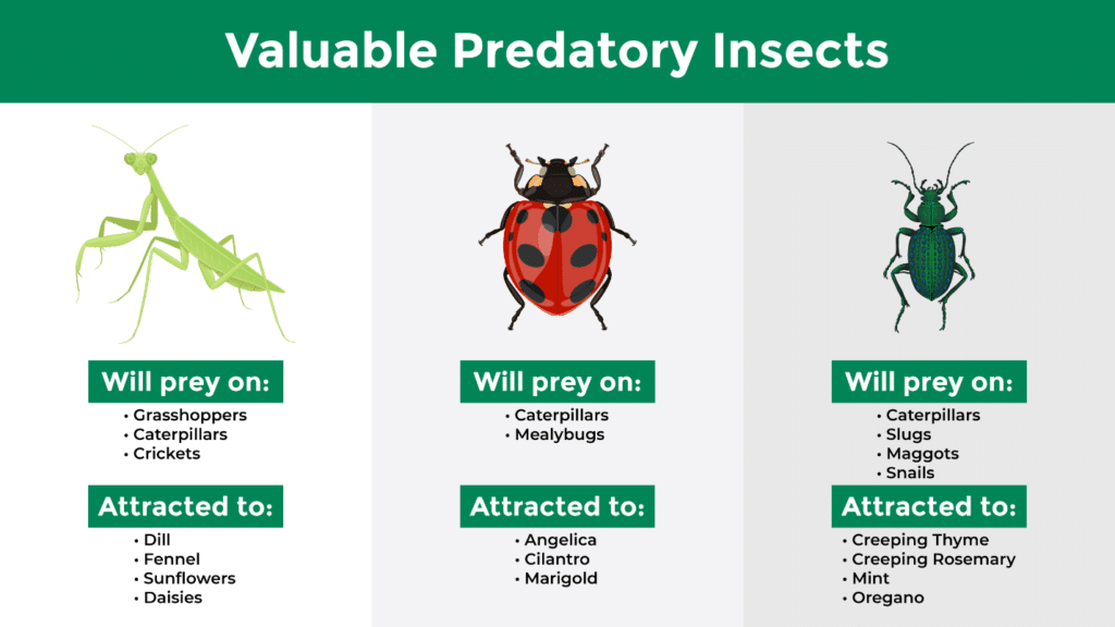 Praying mantes, ladybirds, and ground beetles are valuable predatory insects in your spring garden.